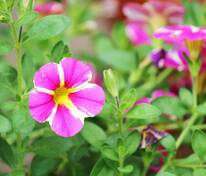 Петуния мелкоцветковая (Petunia x hybrida multiflora) в ассортименте