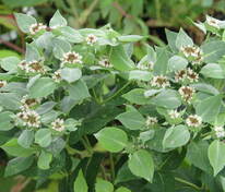 Пикнантемум извилистый (Pycnanthemum flexuosum) (Горная мята)