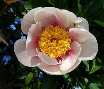 Пион гибридный Афина (Paeonia hybrida 'Athena')