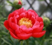 Пион гибридный Корал Мэджик (Paeonia hybrida 'Coral Magic')