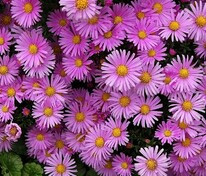 Астра альпийская Хэппи Энд (Aster alpinus 'Happy End')