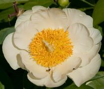 Пион гибридный Мунрайз (Paeonia hybrida 'Moonrise')