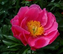 Пион гибридный Паула Фей (Paeonia hybrida 'Paula Fay')