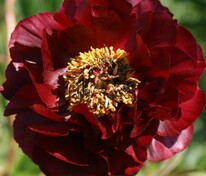 Пион гибридный Ред Глори (Paeonia hybrida 'Red Glory')