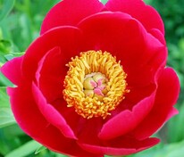 Пион молочноцветковый Скарлет О`Хара (Paeonia lactiflora 'Scarlet O'Hara')