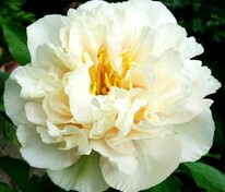 Пион гибридный Санни Герл (Paeonia hybrida 'Sunny Girl')