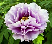 Пион древовидный (Paeonia suffruticosa)