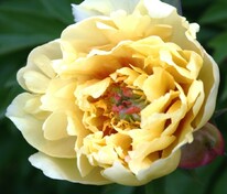 Пион ИТО-гибрид Бордер Шарм (Paeonia 'Border Charm')