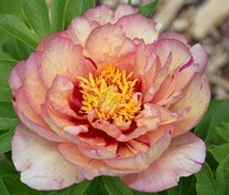 Пион ИТО-гибрид Келлис Мемори (Paeonia 'Callie's Memory')