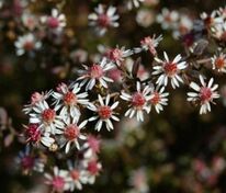 Астра бокоцветковая Леди ин Блэк (Aster lateriflorus 'Lady in Black')