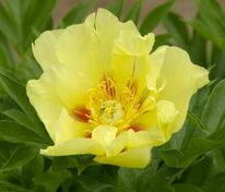 Пион ИТО-гибрид Гоинг Бананас (Paeonia 'Going Bananas')