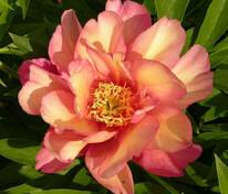 Пион ИТО-гибрид Джулия Роуз (Paeonia 'Julia Rose')