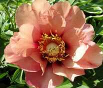 Пион ИТО-гибрид Олд Роуз Дэнди (Paeonia 'Old Rose Dandy')