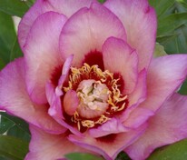 Пион ИТО-гибрид Пастель Сплендор (Paeonia 'Pastel Splendor')
