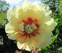 Пион ИТО-гибрид Прейри Шарм (Paeonia 'Prairie Charm')