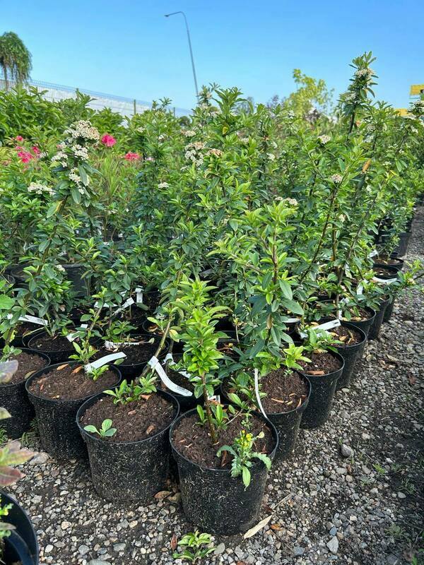 Пираканта Оранж Стар (Pyracantha 'Orange Star')