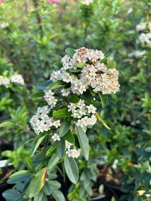 Пираканта Оранж Стар (Pyracantha 'Orange Star')