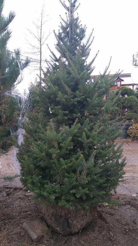 Пихта бальзамическая (Abies balsamea)