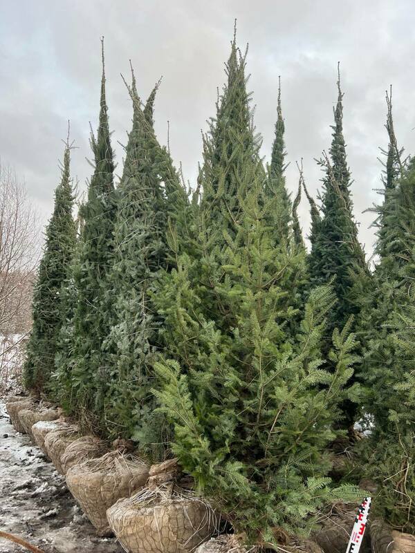 Пихта бальзамическая (Abies balsamea)