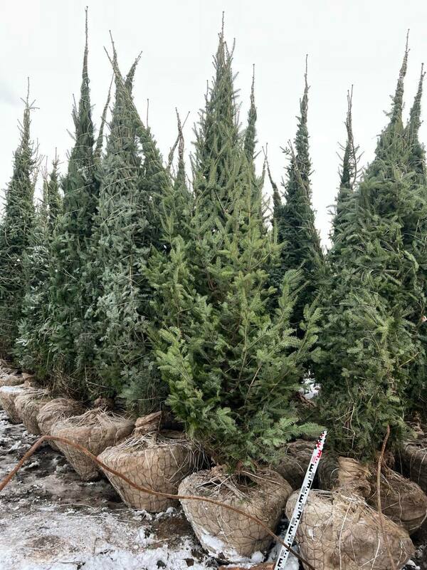 Пихта бальзамическая (Abies balsamea)