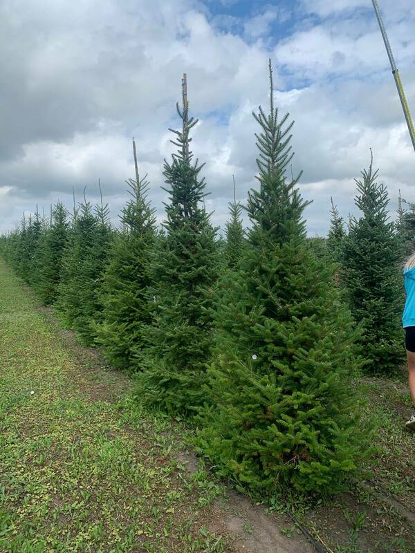 Пихта бальзамическая (Abies balsamea)