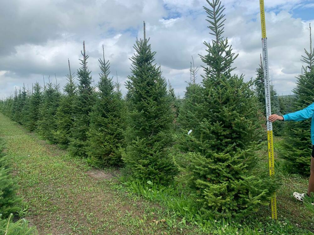 Пихта бальзамическая (Abies balsamea)