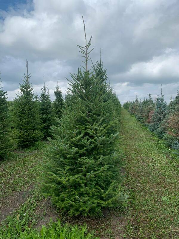 Пихта бальзамическая (Abies balsamea)