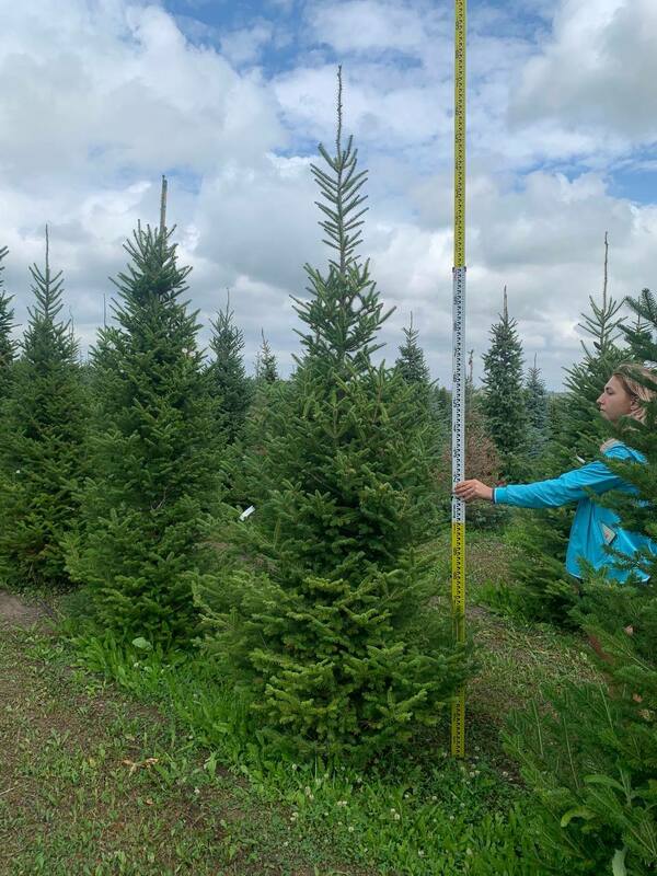 Пихта бальзамическая (Abies balsamea)