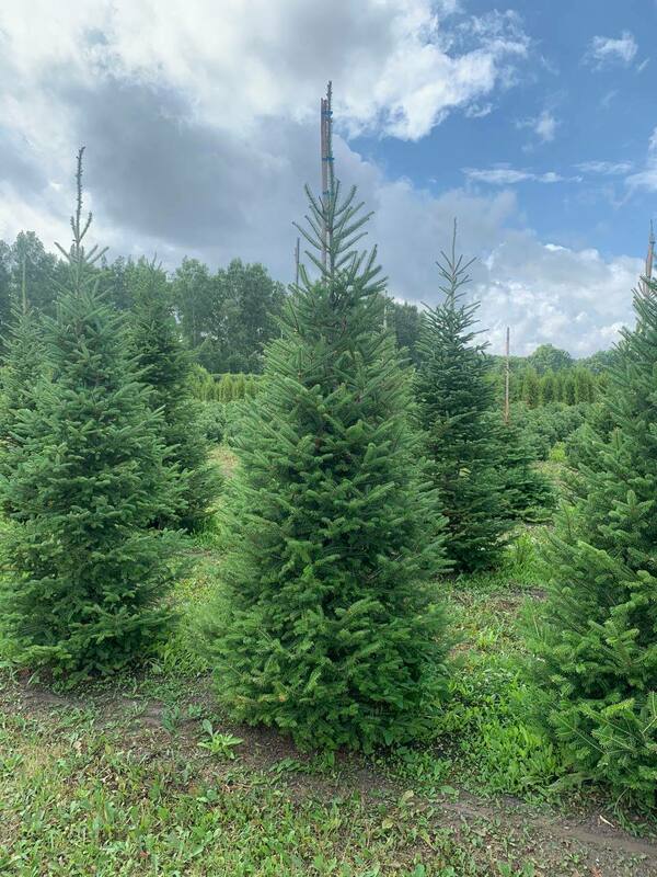 Пихта бальзамическая (Abies balsamea)