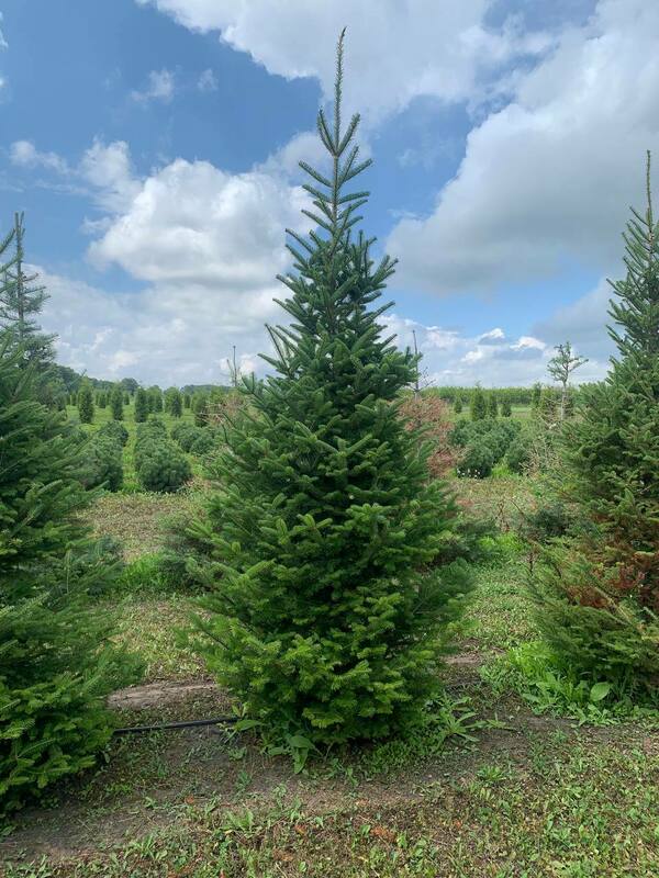 Пихта бальзамическая (Abies balsamea)