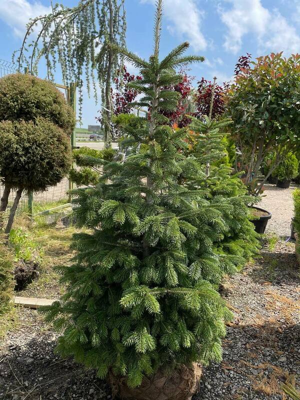 Пихта кавказская (Abies nordmanniana) (Нордмана)