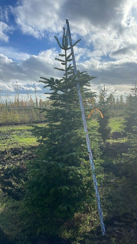Пихта кавказская (Abies nordmanniana) (Нордмана)
