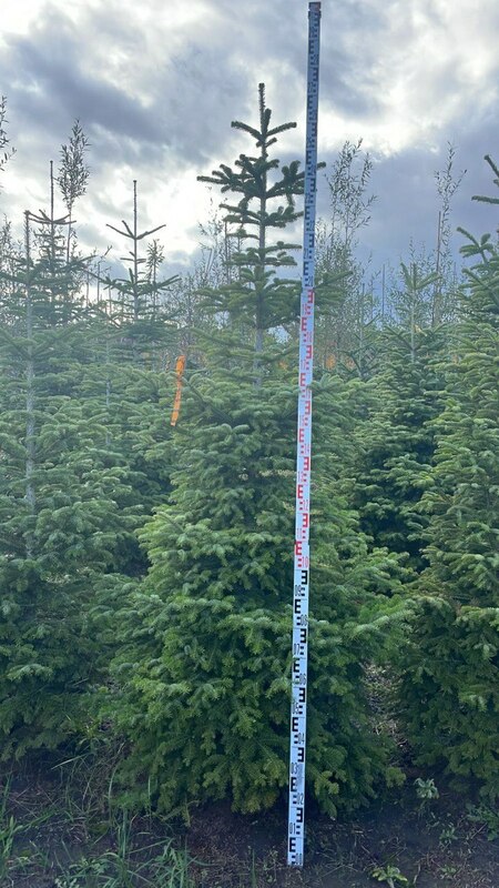 Пихта кавказская (Abies nordmanniana) (Нордмана)