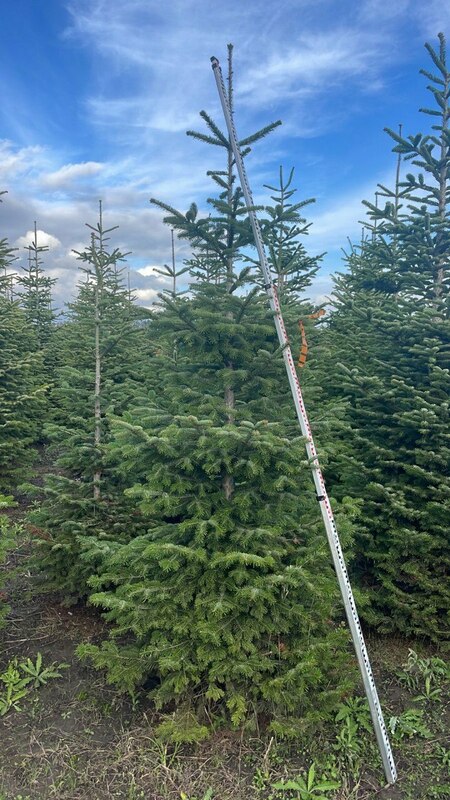 Пихта кавказская (Abies nordmanniana) (Нордмана)