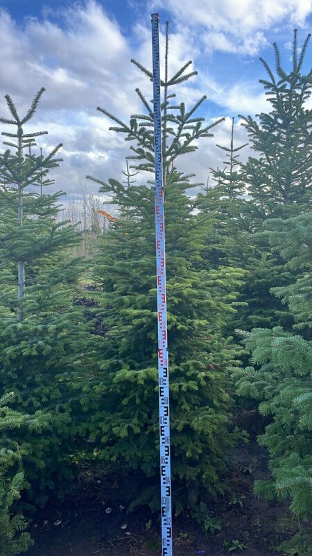 Пихта кавказская (Нордмана)