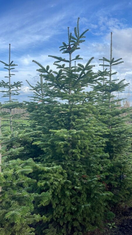 Пихта кавказская (Abies nordmanniana) (Нордмана)