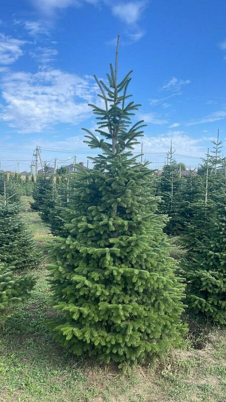 Пихта кавказская (Abies nordmanniana) (Нордмана)