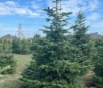 Пихта кавказская (Abies nordmanniana) (Нордмана)