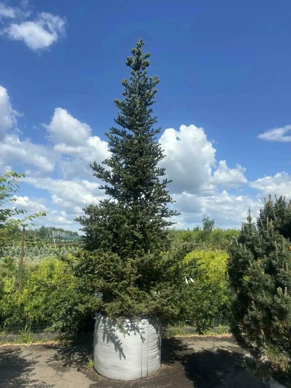 Пихта корейская (Abies koreana)