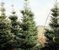 Пихта корейская (Abies koreana)