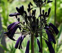 Агапантус Блэк Буддист (Agapanthus 'Black Buddhist')