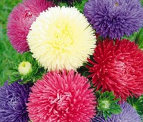 Астра китайская Гала Микс (Callistephus chinensis 'Gala Mix') (смесь)