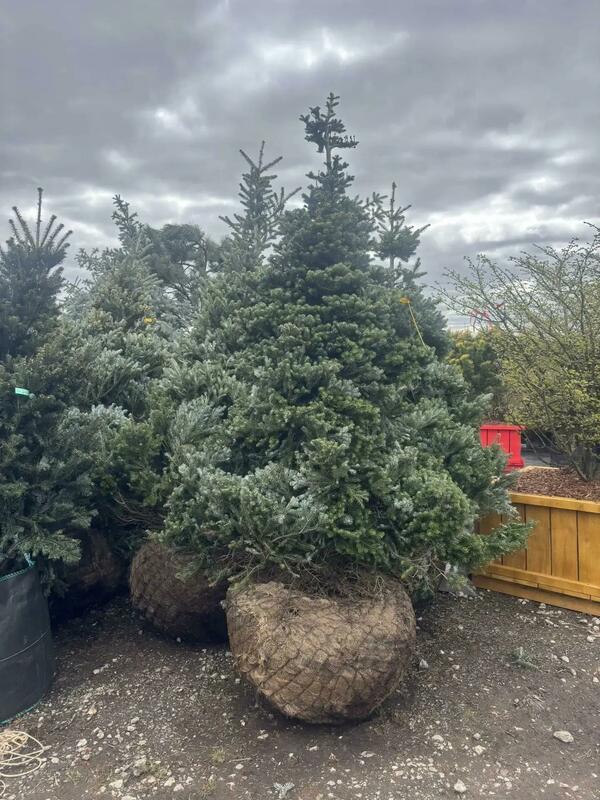 Пихта корейская Самлинг (Abies koreana 'Samling')
