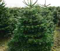 Пихта корейская Самлинг (Abies koreana 'Samling')