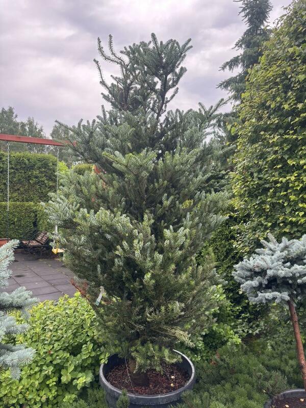 Пихта корейская Сильберлок (Abies koreana 'Silberlocke')