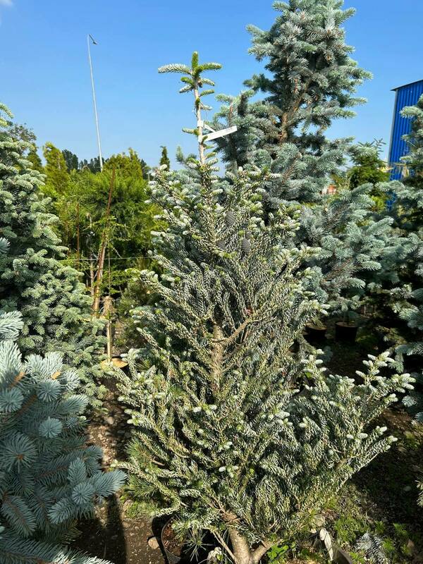 Пихта корейская Сильберлок (Abies koreana 'Silberlocke')