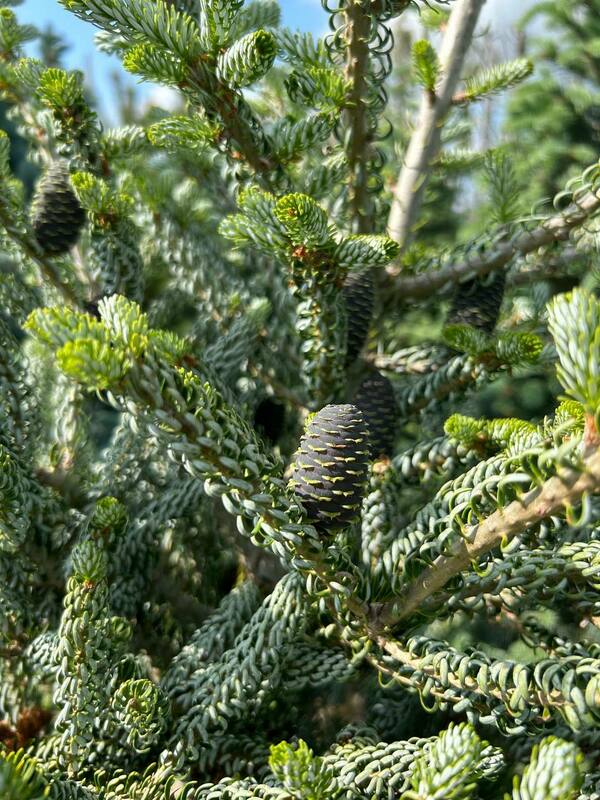 Пихта корейская Сильберлок (Abies koreana 'Silberlocke')