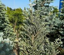 Пихта корейская Сильберлок (Abies koreana 'Silberlocke')