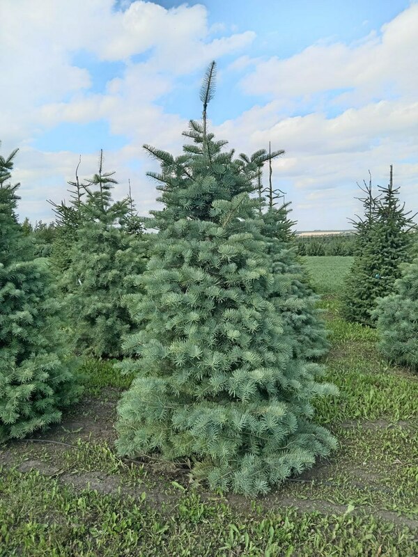 Пихта одноцветная (Abies concolor)