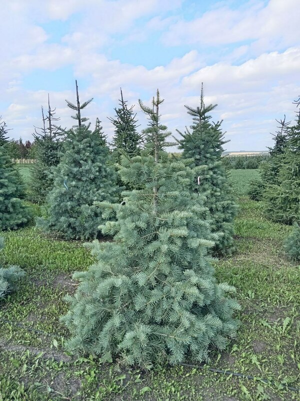 Пихта одноцветная (Abies concolor)